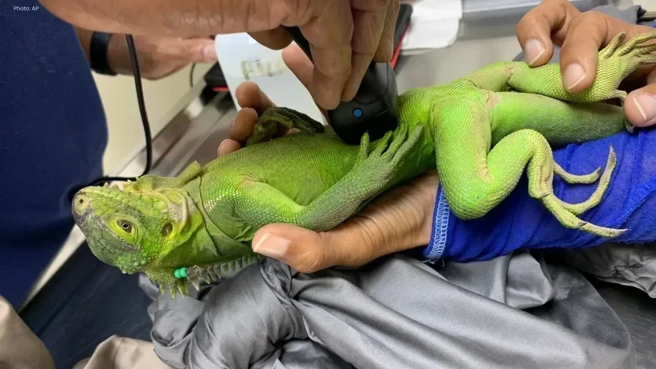 Caribbean Island Revives Critically Endangered Iguanas