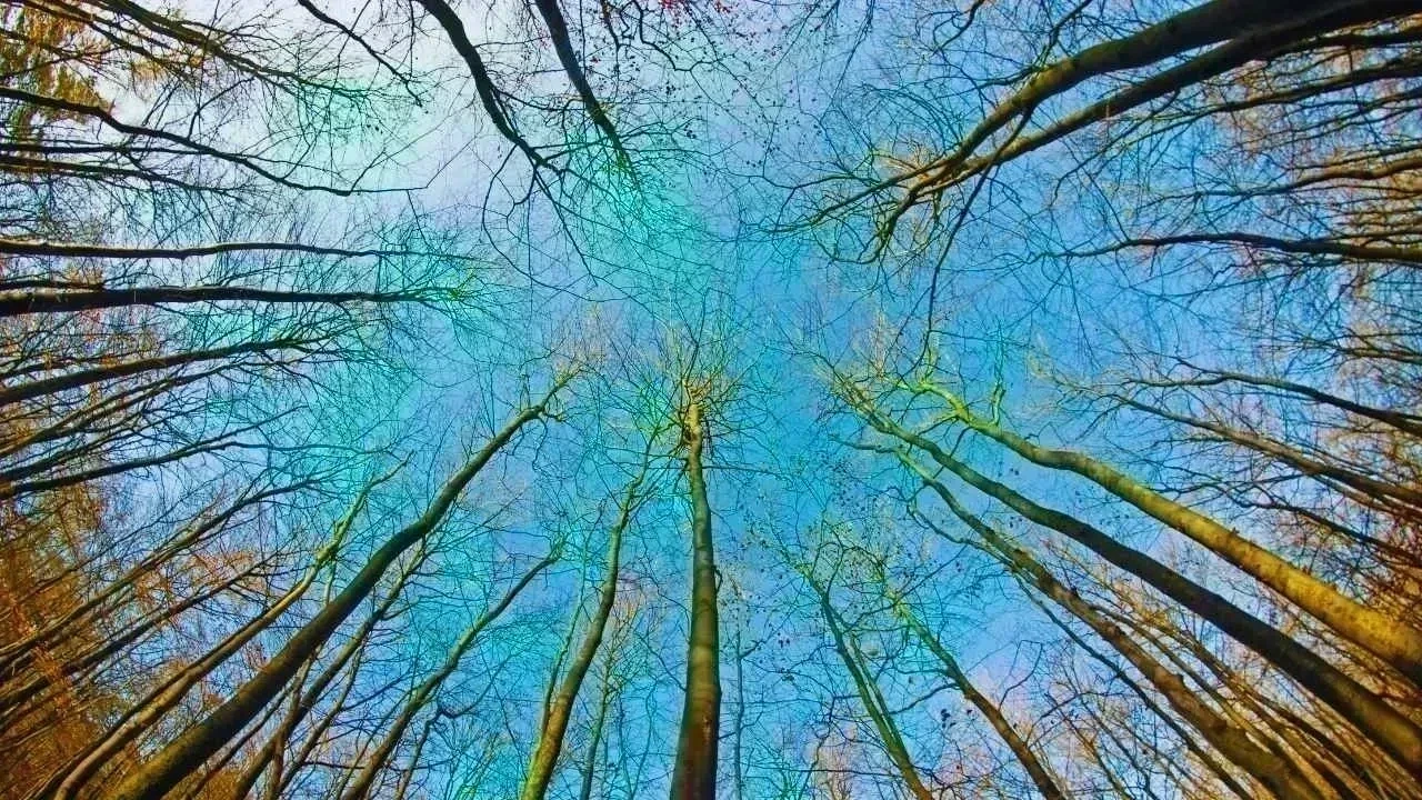 Navigating the Climate Change Dilemma: Adaptation or Mitigation?