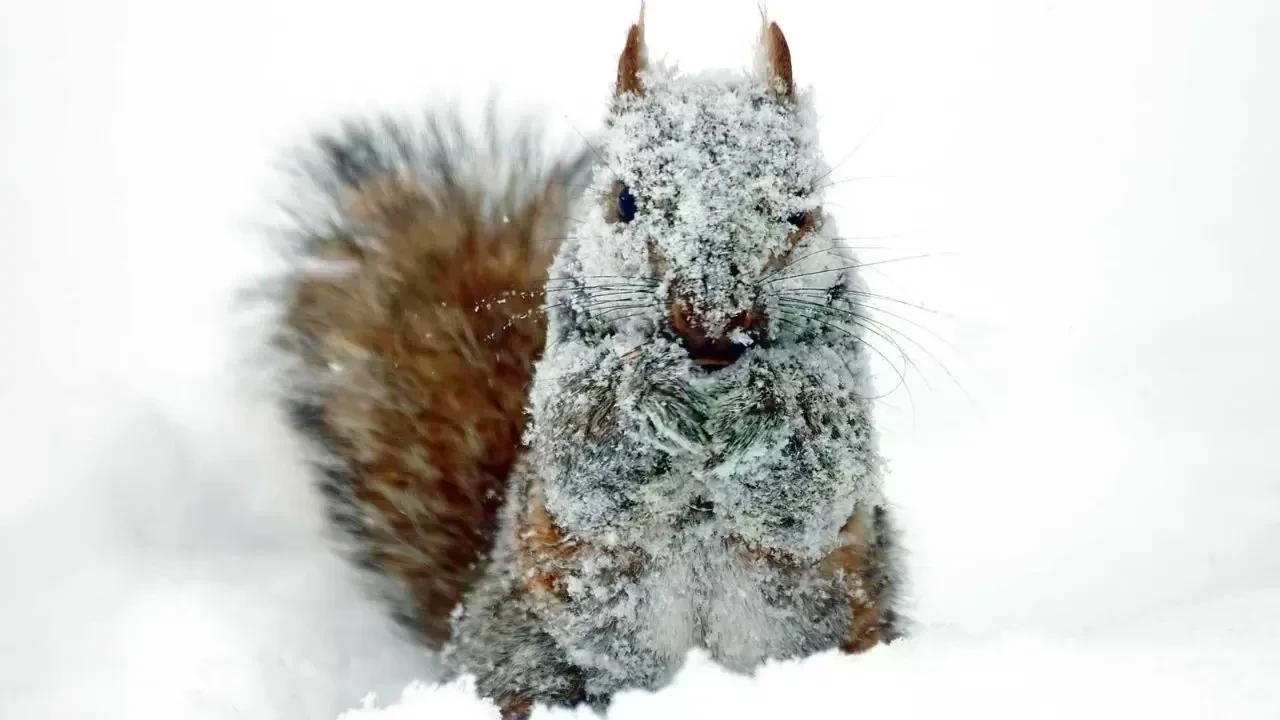 Animals' Ingenious Ways to Endure Harsh Winter Conditions
