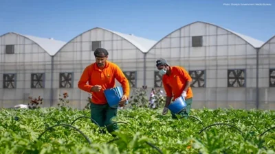 Gheras Develops Modern Farm Model Boosting Sharjah Food Security