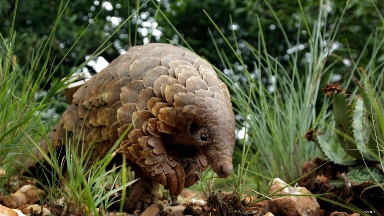 Pangolins Face Extinction as Illegal Trade Continues