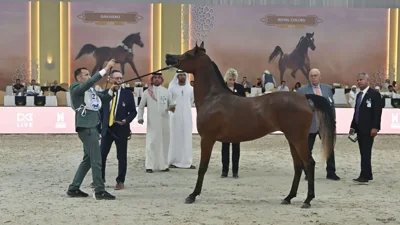 Dubai Arabian Horse Championship 2026 Kicks Off Grandly