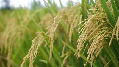 Resilience of India's Rice Exports Amid West Asia Challenges