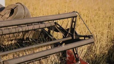 Dhofar's Wheat Harvest Surges Ahead